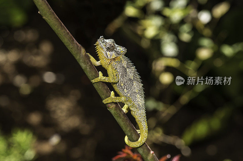 Trioceros hoehnelli，冯Höhnel的变色龙或头盔或高冠变色龙，是在非洲东部发现的一种变色龙。纳库鲁湖国家公园，肯尼亚。